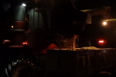 Chardonnay grapes being tipped into the bins.