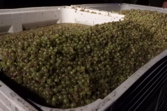 The harvested grapes.