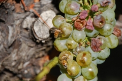 The left over bunches are a feast for the bees.