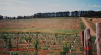 1999-image-of-the-vineyard