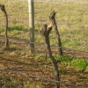 Vines with arms and cordon wire removed