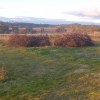 One of the piles of cut vine arms!