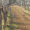 Magpie out for a stroll and a forage