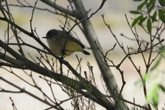 Eastern Yellow Wren