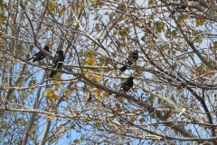 Magpies
