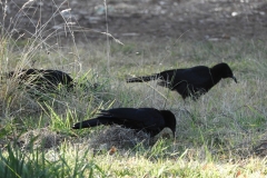 birds foraging