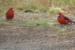 Crimson Rosellas