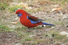 Beautiful colours of the Crimson Rosella