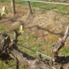 New growth on the Chardonnay vines