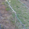 New growth on the Gewurztraminer vines