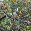A Wren listening to the carols