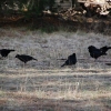 Currawongs take a break