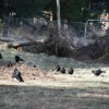Currawongs gathering