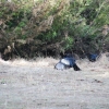 Currawong spreading its wings