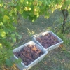 Gewurztraminer grapes