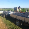 Picking commenced at 630am and finished at 9.30am