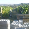 Crates of grapes picked by the efficient team