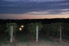 Removing the grapes pre-dawn