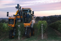 Taking of the Shiraz and Merlot Grapes