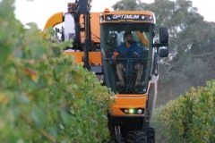 Taking of the Shiraz and Merlot Grapes
