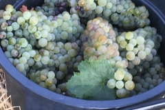 Arneis Grapes