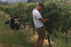 Hand-picking the Arneis grapes