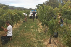 Our French pickers doing a marvellous job