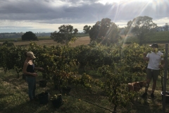 A beautiful morning to be in the vineyard