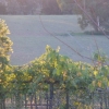 Setting sun on the Shiraz vines looking down to the Lachlan River