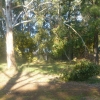 Gum tree branch bent down