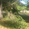 Snapped branches on a pine tree