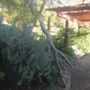 Broken branch on a Melaleuca tree