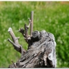 Cabernet Franc