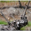 Chardonnay