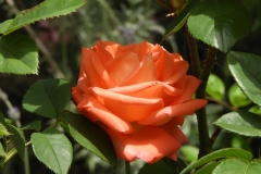 DSCN3848