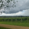 Dark clouds contrast nicely with the green leaves