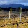 A view of Mt Canobolas from the vineyard