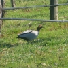 New inhabitants foraging for a feed