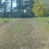 See the Wattles in the background?