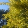 A closer look at the Wattles exploding with colour