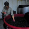 Will taking a sample of grapes to taste