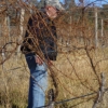 Philippe inspecting the grafted vines