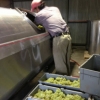 Will R-B. checks the Chardonnay grapes in the crusher