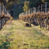 Kangaroo and friend foraging