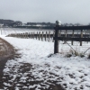 Snow at the vineyard