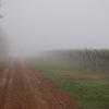Mist at the vineyard