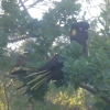 Yellow-Tailed Cockatoo