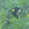Yellow-Tailed Cockatoo