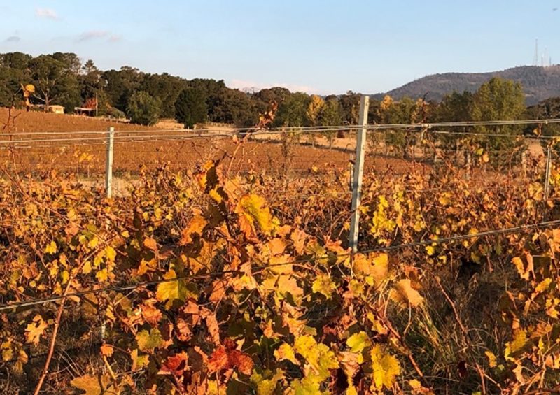 Looking across the golden Autumn leaves of the vineyard to the house and cellar door on the left and Mt Canobolas on the right.